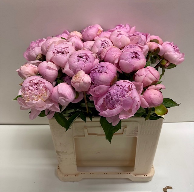 Paeonia angel cheeks.jpg